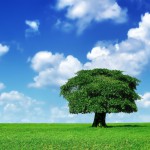 Lone_Tree_1600 Lone_Tree_1600